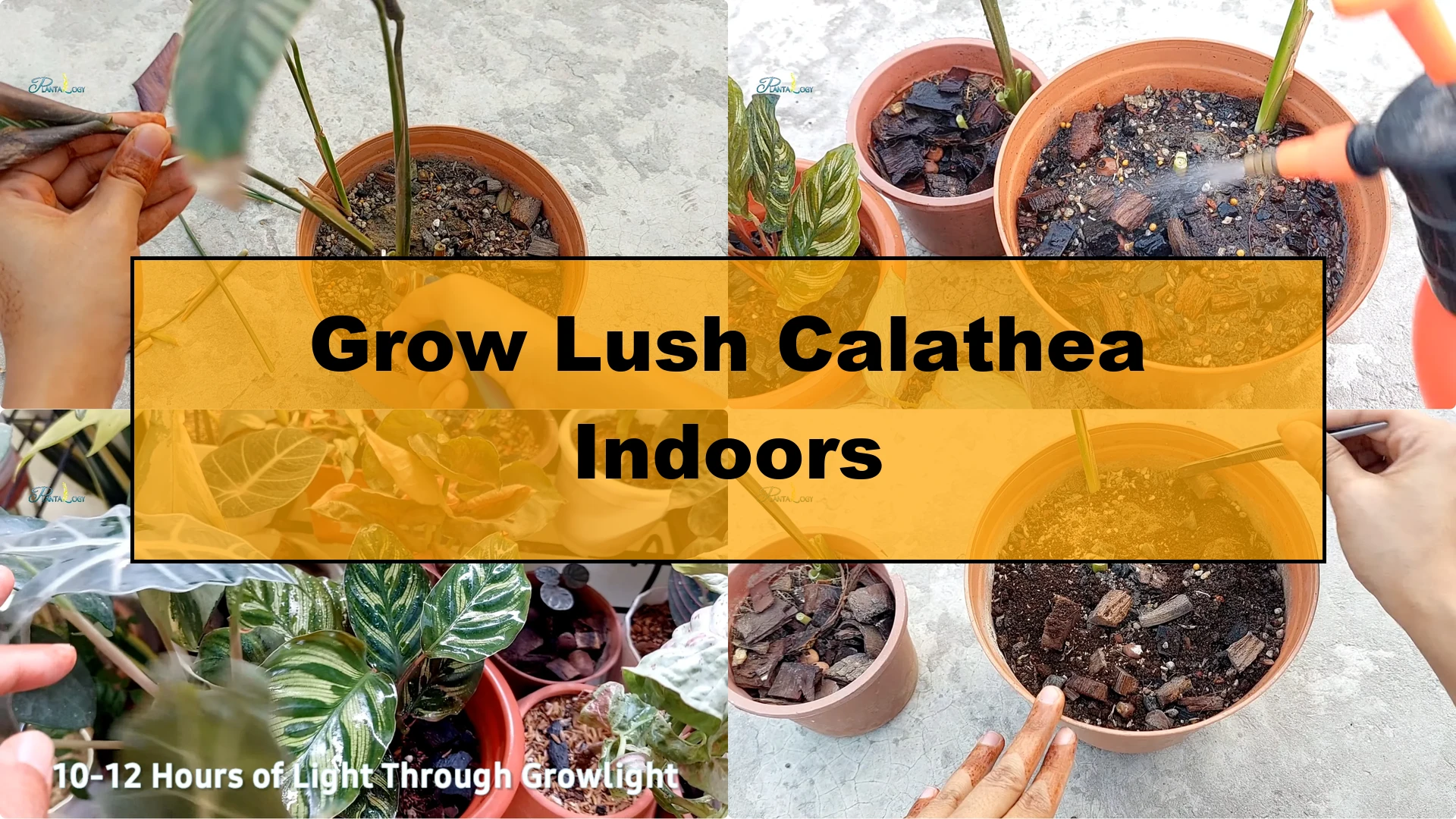 How to Quickly Grow a Lush Calathea Plant Indoors - Featured Image