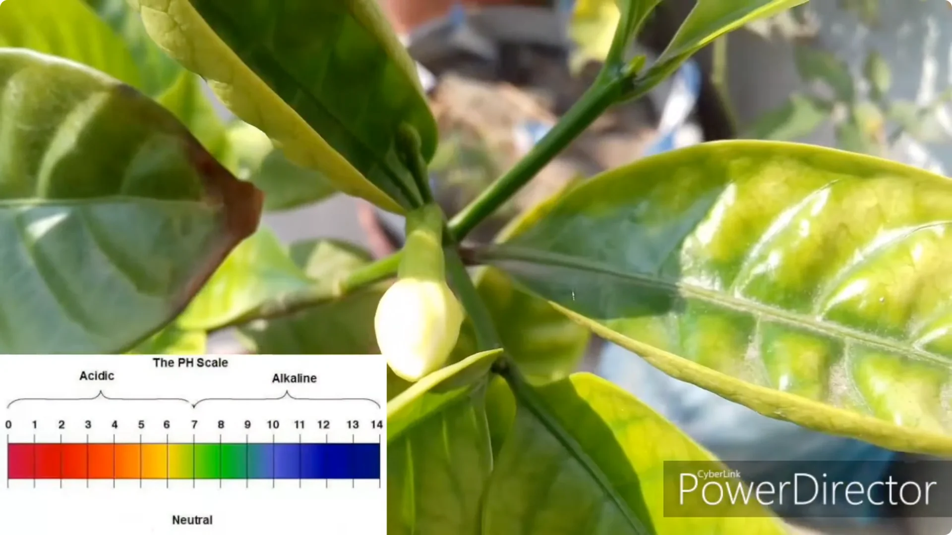 How to Restore Yellow Leaves on Your Chandni Plant Effectively screenshot 1