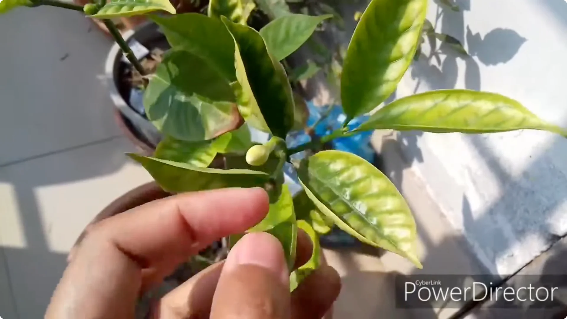How to Restore Yellow Leaves on Your Chandni Plant Effectively screenshot 2