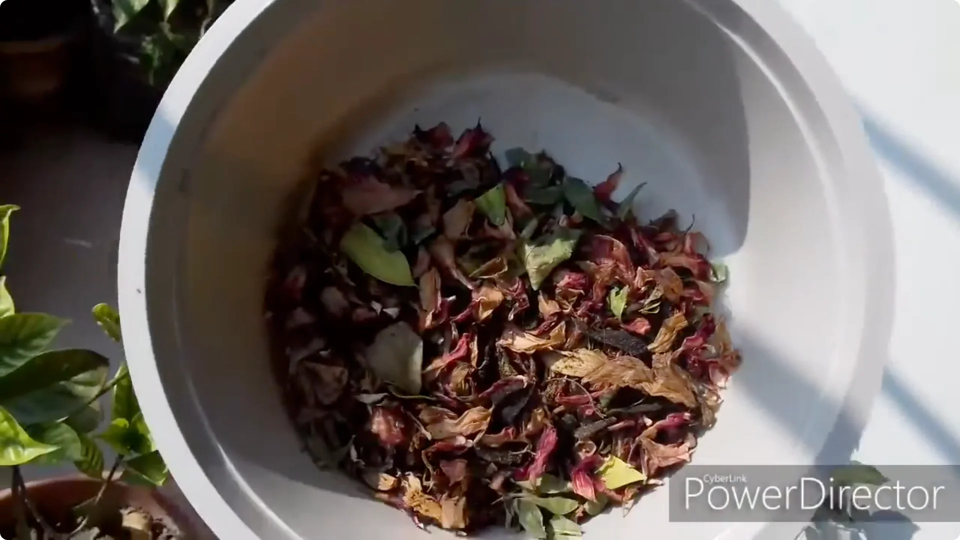 How to Restore Yellow Leaves on Your Chandni Plant Effectively screenshot 3