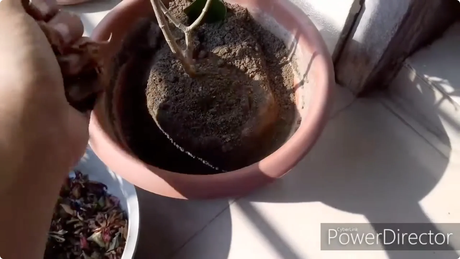 How to Restore Yellow Leaves on Your Chandni Plant Effectively screenshot 4