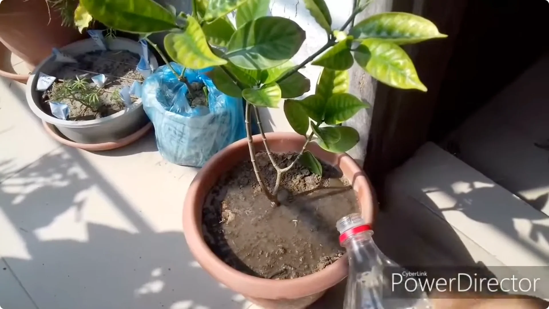 How to Restore Yellow Leaves on Your Chandni Plant Effectively screenshot 5