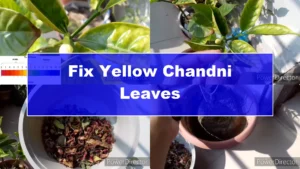 How to Restore Yellow Leaves on Your Chandni Plant Effectively - Featured Image