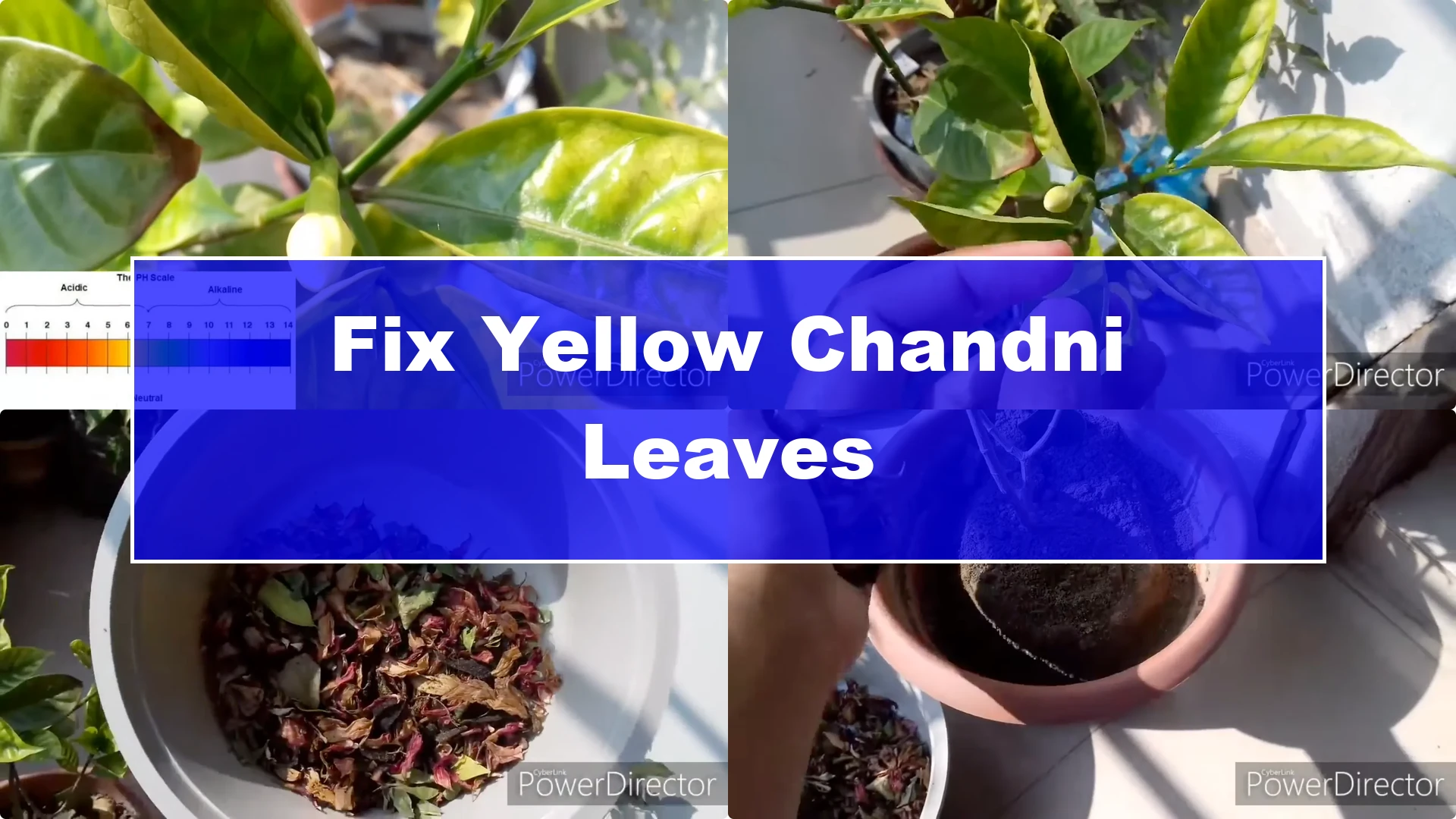 How to Restore Yellow Leaves on Your Chandni Plant Effectively - Featured Image
