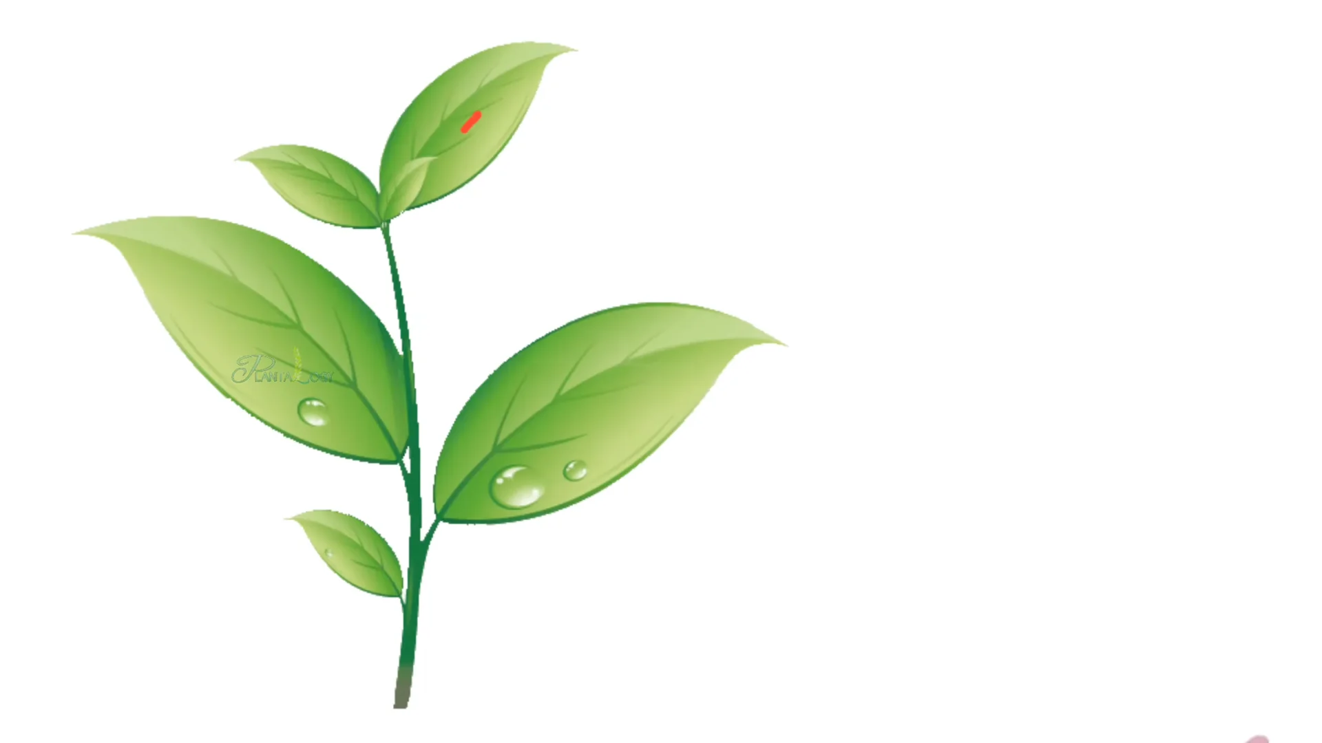 How to Revive a Dying Ficus Plant in Just 4 Days screenshot 1