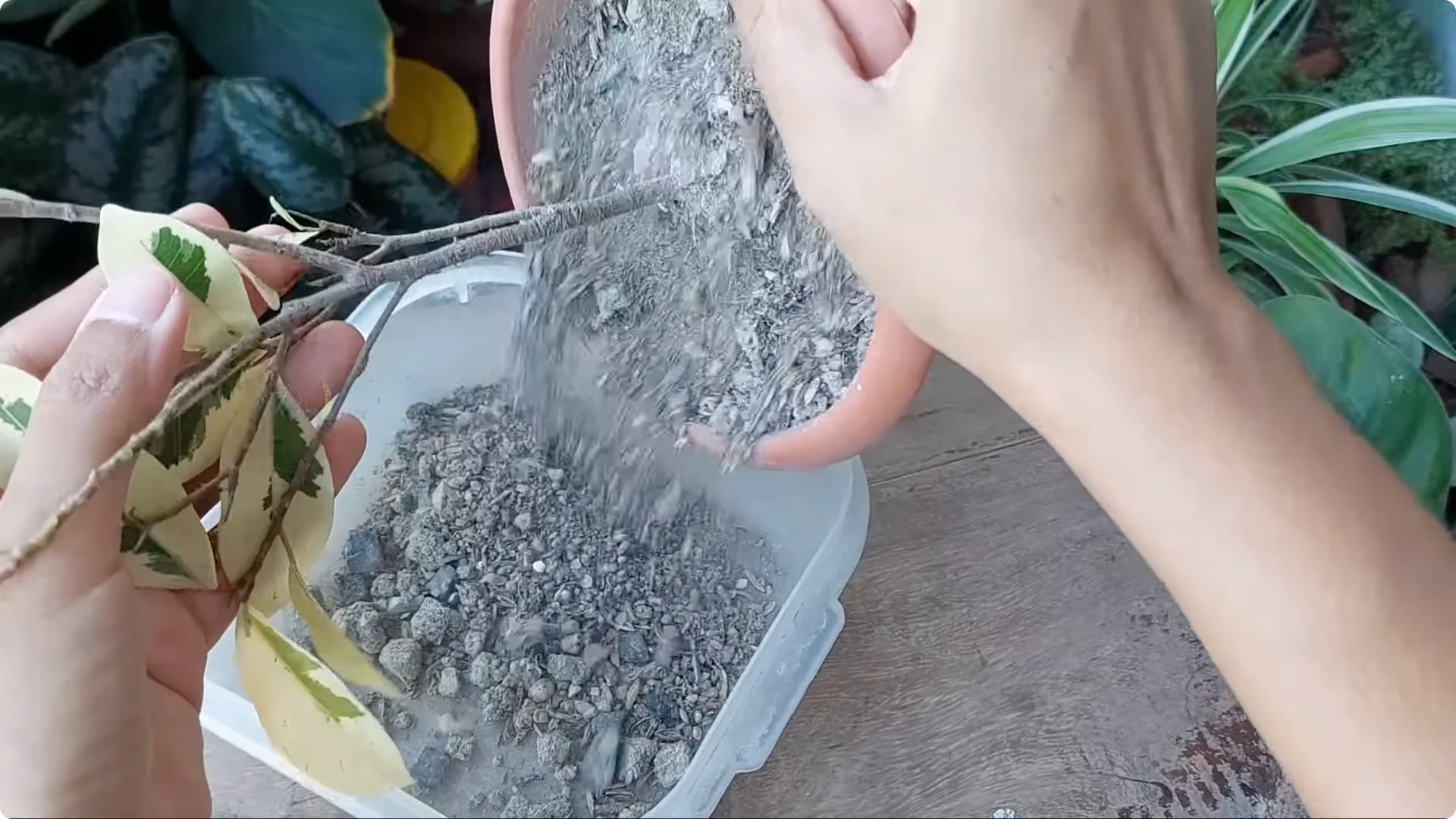 How to Revive a Dying Ficus Plant in Just 4 Days screenshot 2