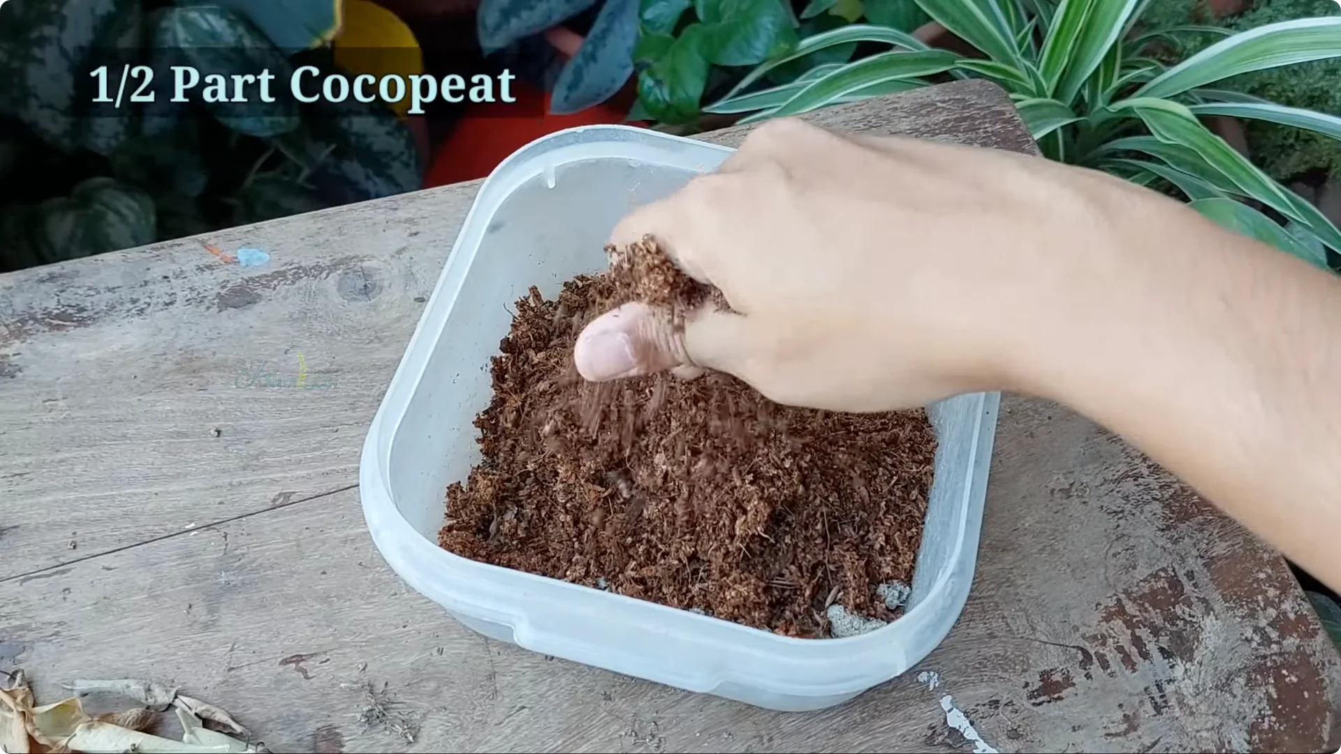 How to Revive a Dying Ficus Plant in Just 4 Days screenshot 3