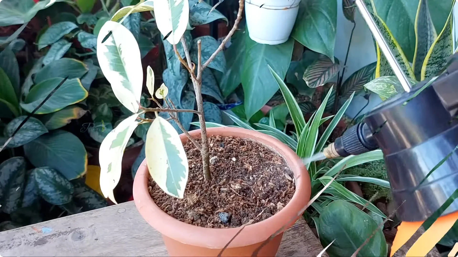 How to Revive a Dying Ficus Plant in Just 4 Days screenshot 4