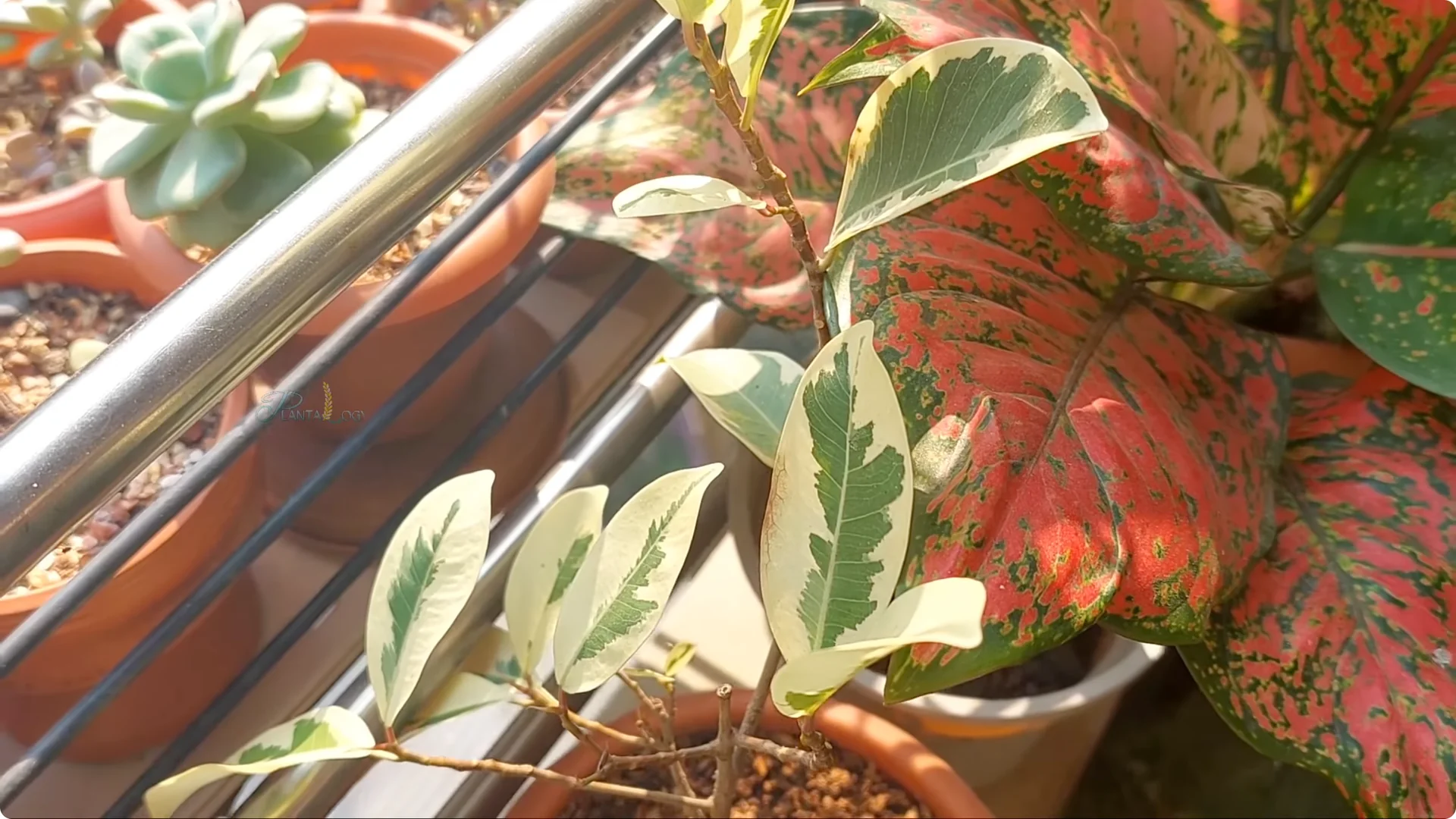 How to Revive a Dying Ficus Plant in Just 4 Days screenshot 5