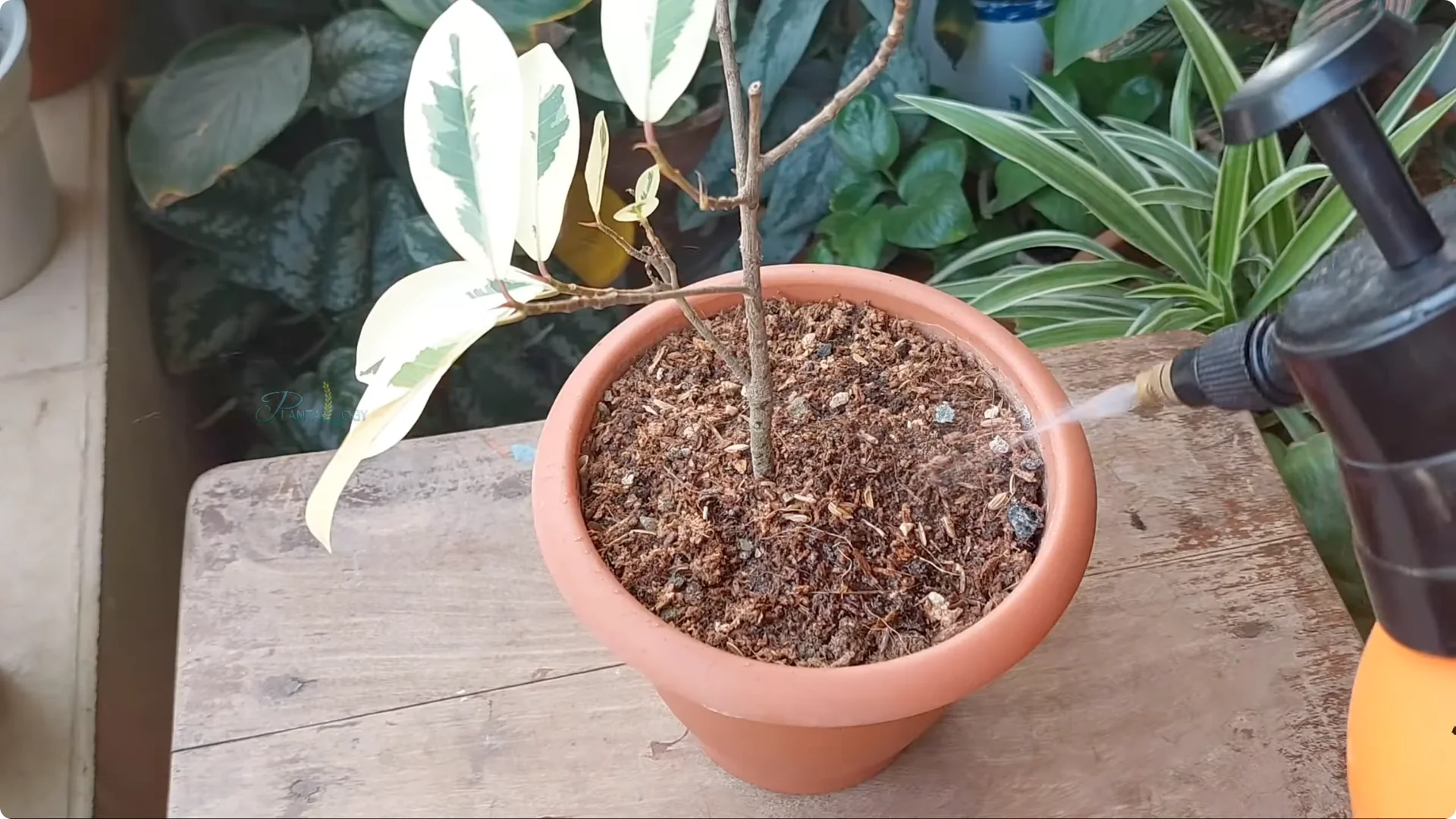 How to Revive a Dying Ficus Plant in Just 4 Days screenshot 6