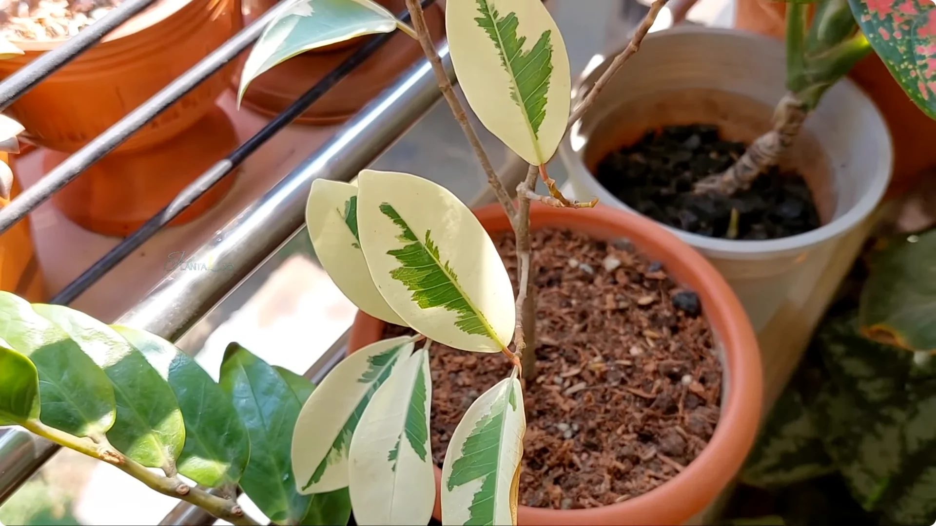 How to Revive a Dying Ficus Plant in Just 4 Days screenshot 7