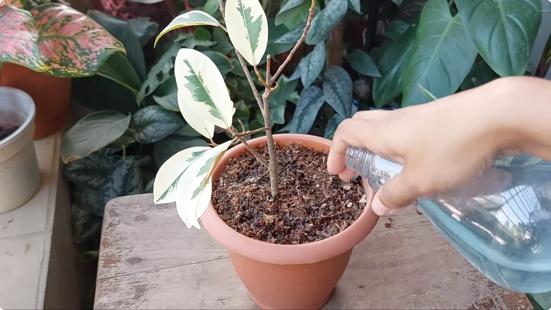 How to Revive a Dying Ficus Plant in Just 4 Days screenshot 8