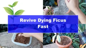How to Revive a Dying Ficus Plant in Just 4 Days - Featured Image