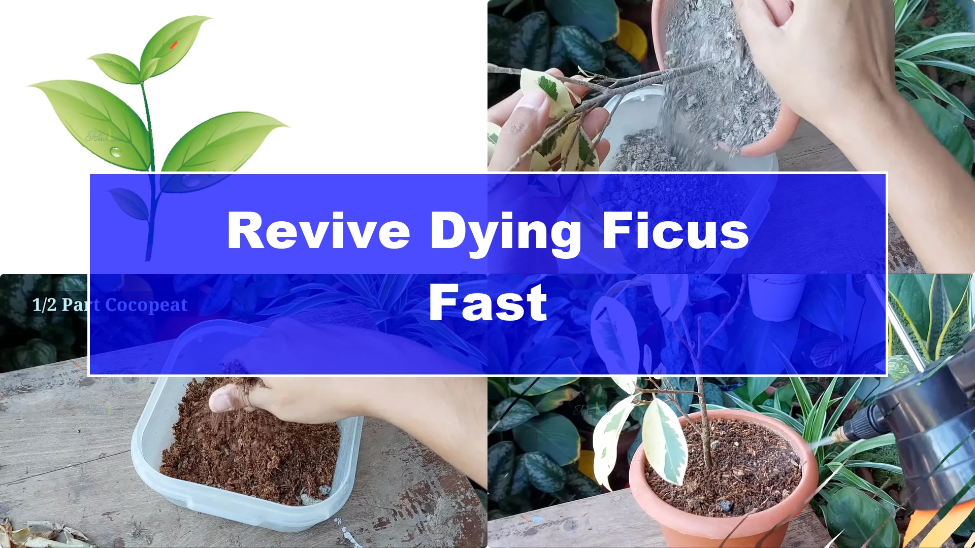 How to Revive a Dying Ficus Plant in Just 4 Days - Featured Image