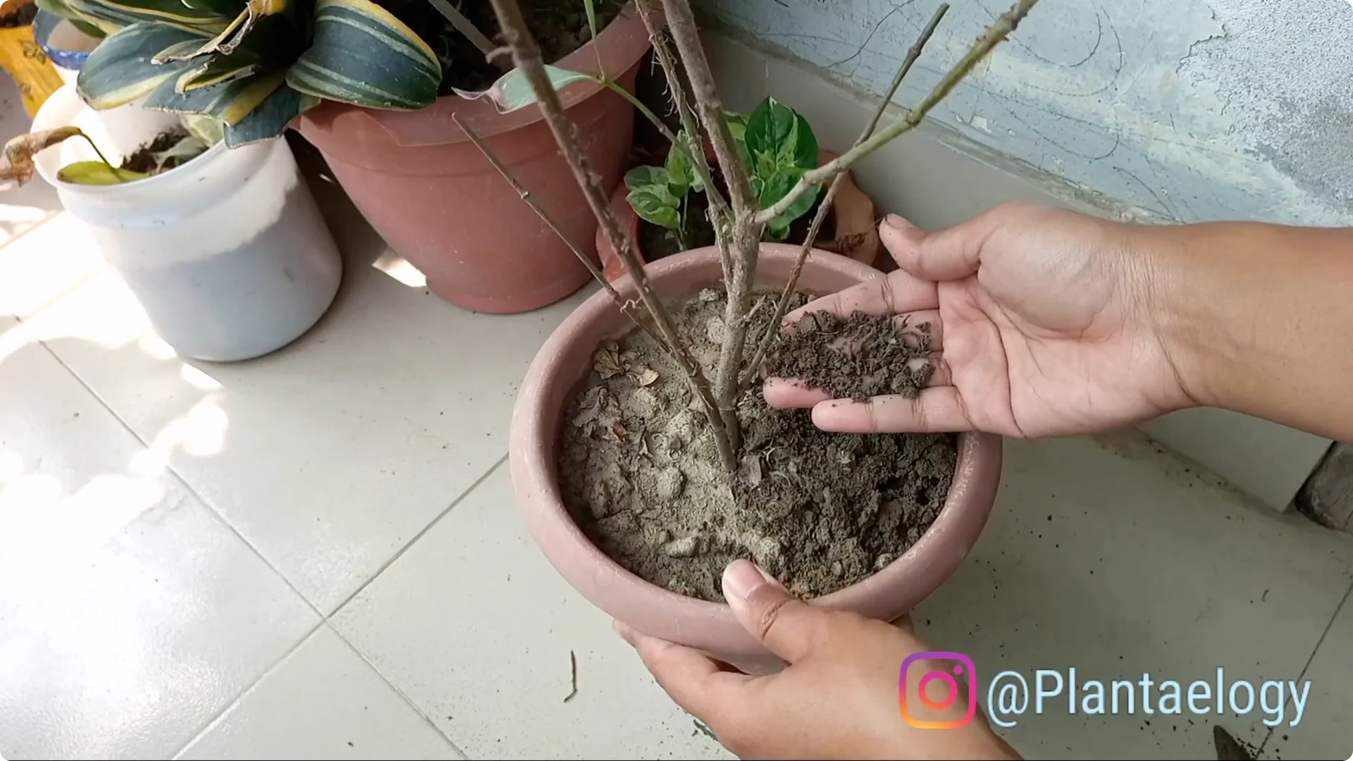 How to Revive a Dying Plant After Repotting Successfully screenshot 1