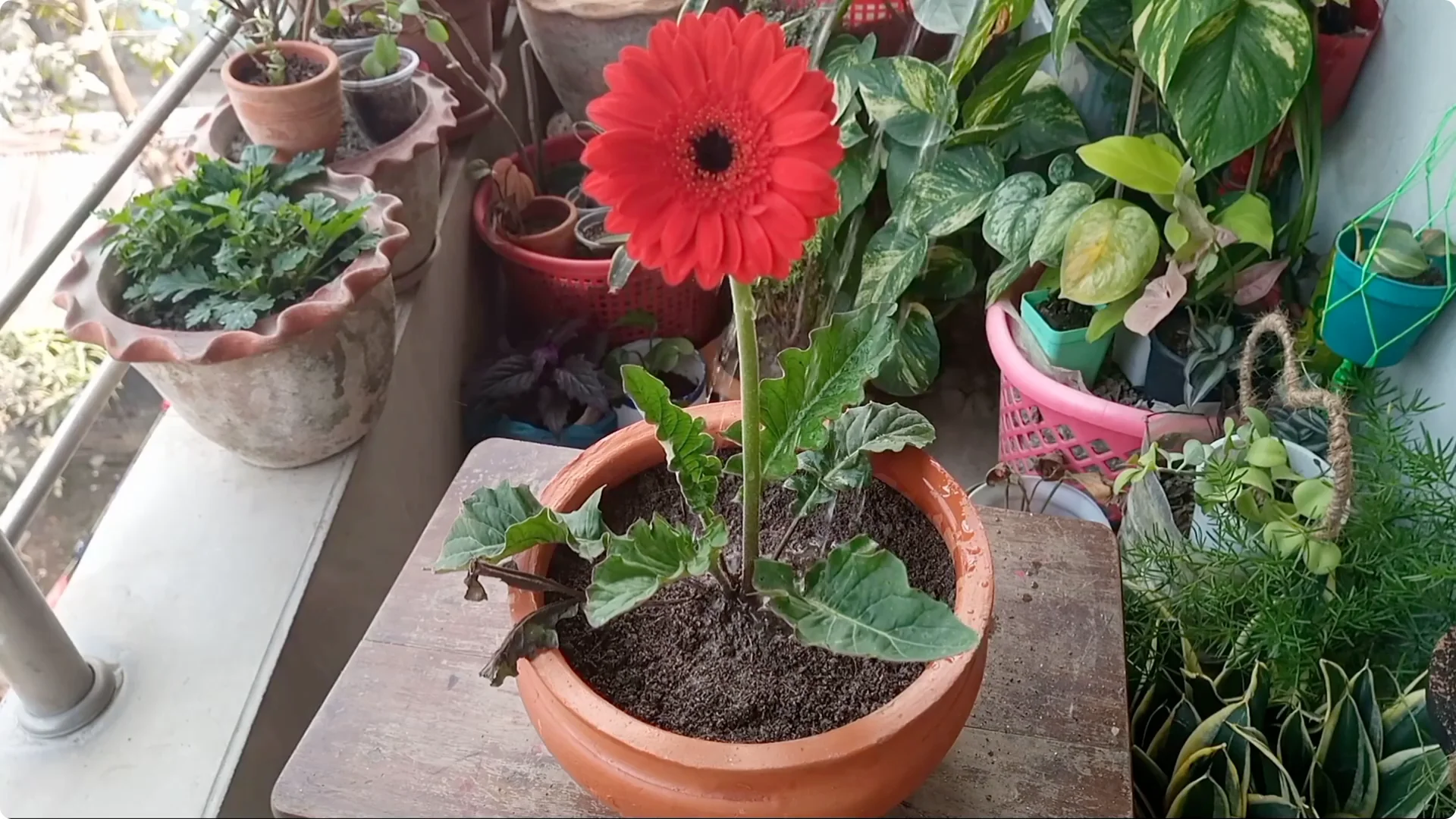 How to Revive a Dying Plant After Repotting Successfully screenshot 10