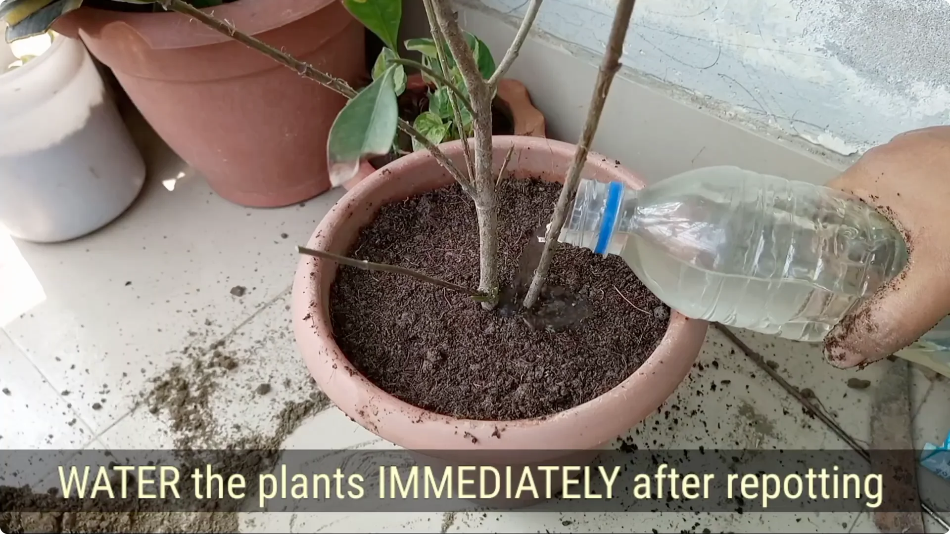 How to Revive a Dying Plant After Repotting Successfully screenshot 11