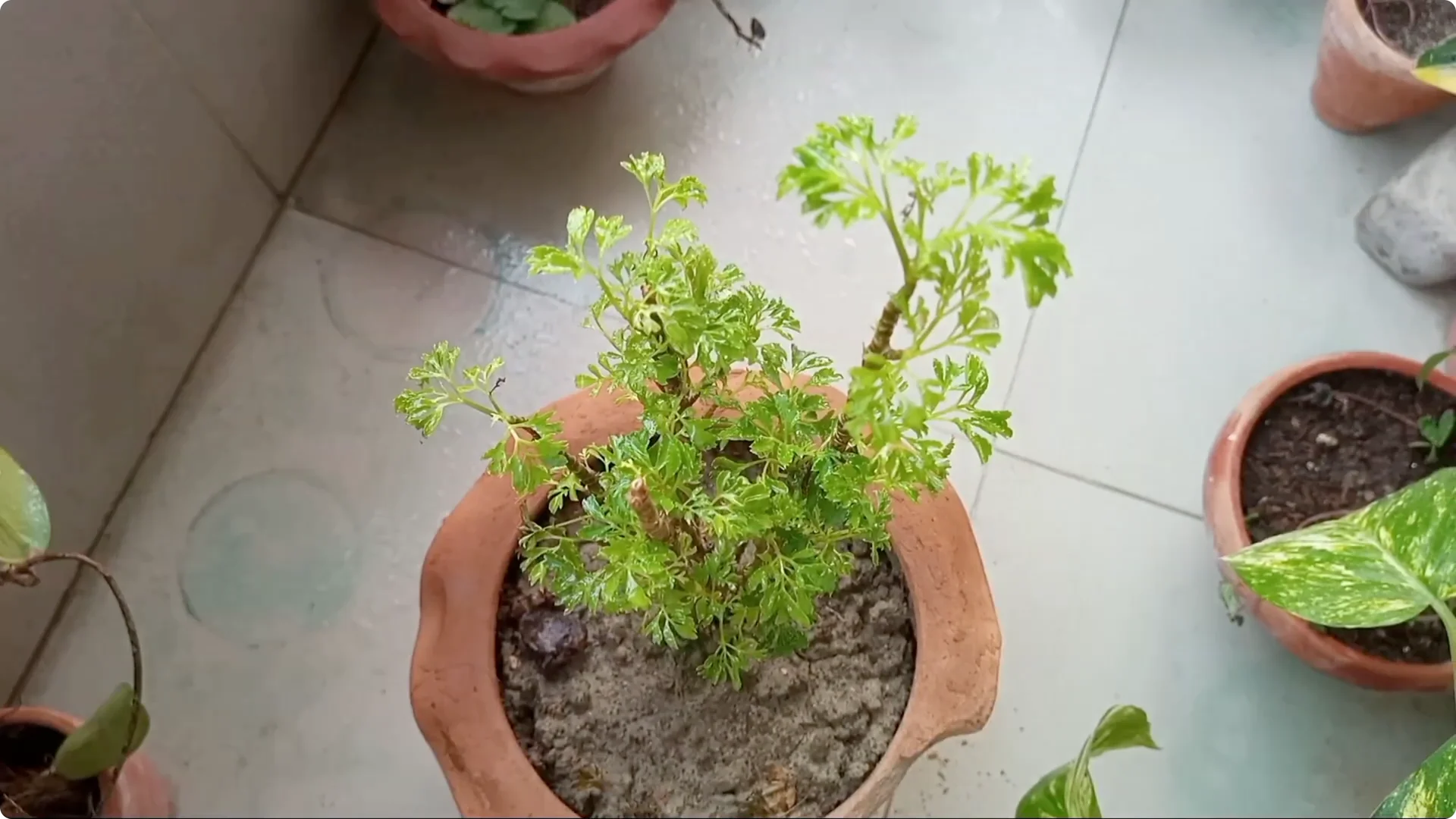 How to Revive a Dying Plant After Repotting Successfully screenshot 12