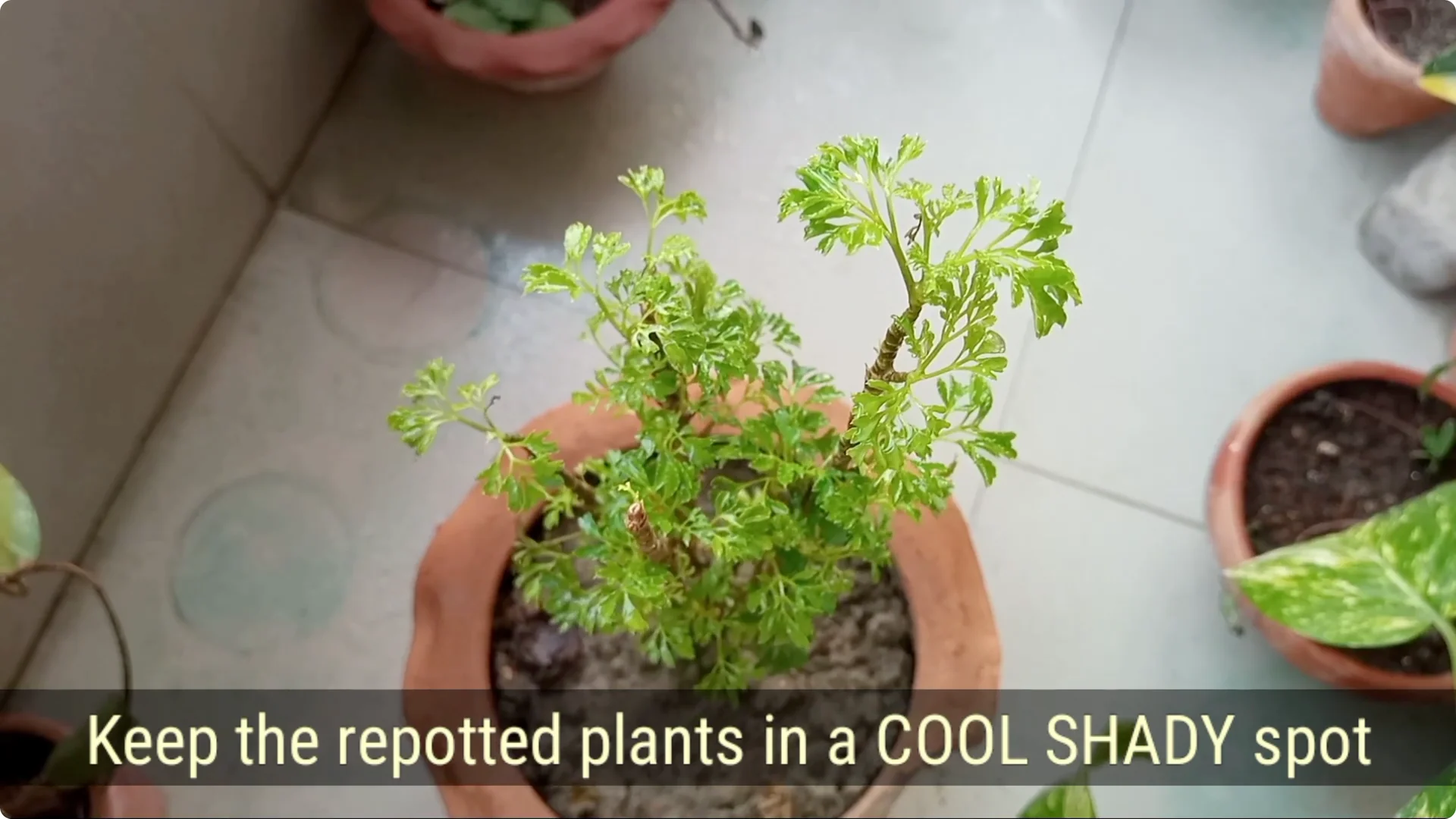 How to Revive a Dying Plant After Repotting Successfully screenshot 13