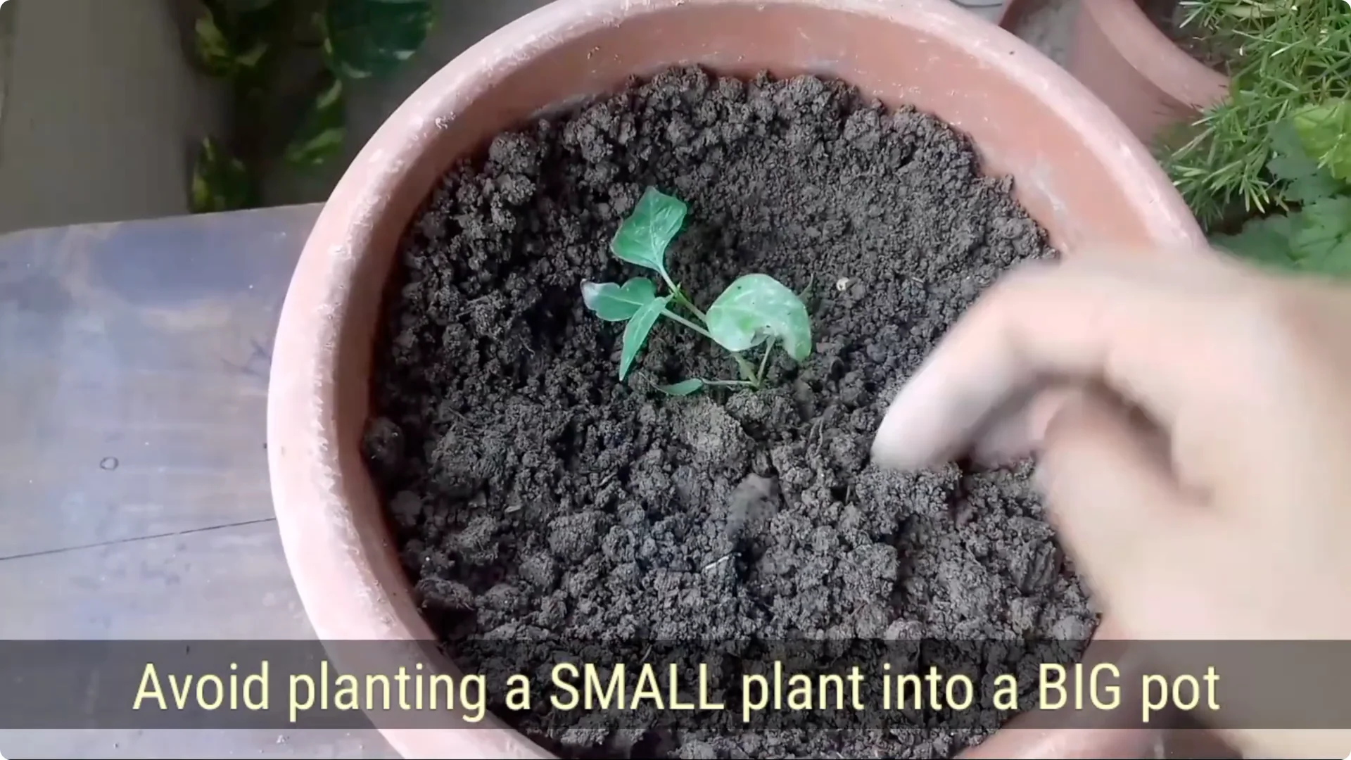 How to Revive a Dying Plant After Repotting Successfully screenshot 14
