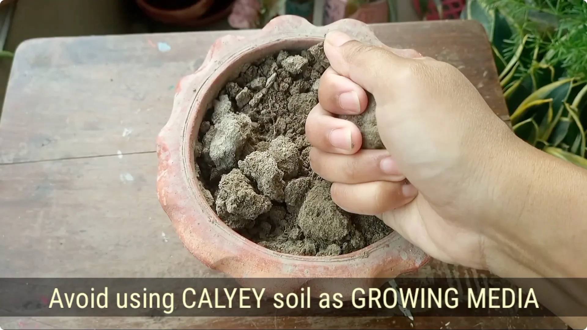 How to Revive a Dying Plant After Repotting Successfully screenshot 15