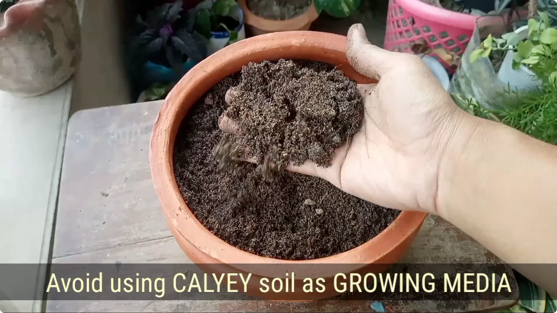 How to Revive a Dying Plant After Repotting Successfully screenshot 16