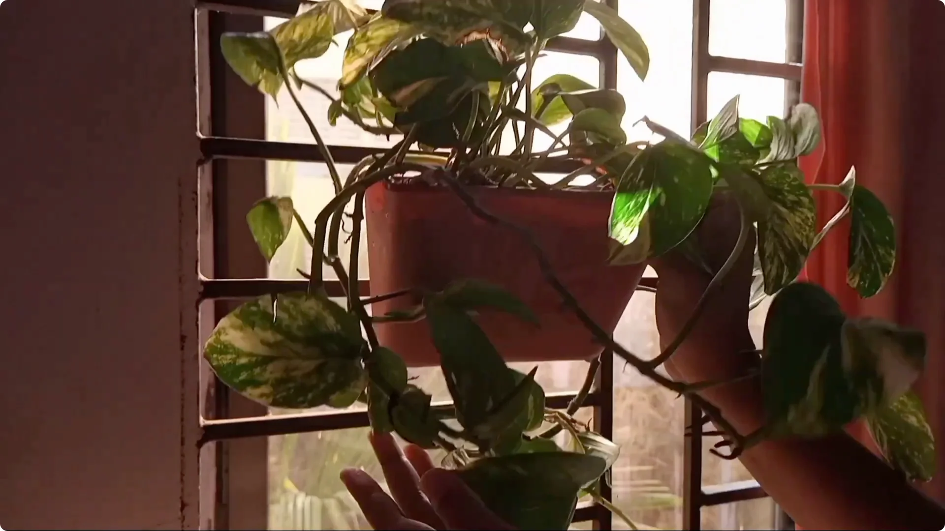 How to Revive a Dying Plant After Repotting Successfully screenshot 3