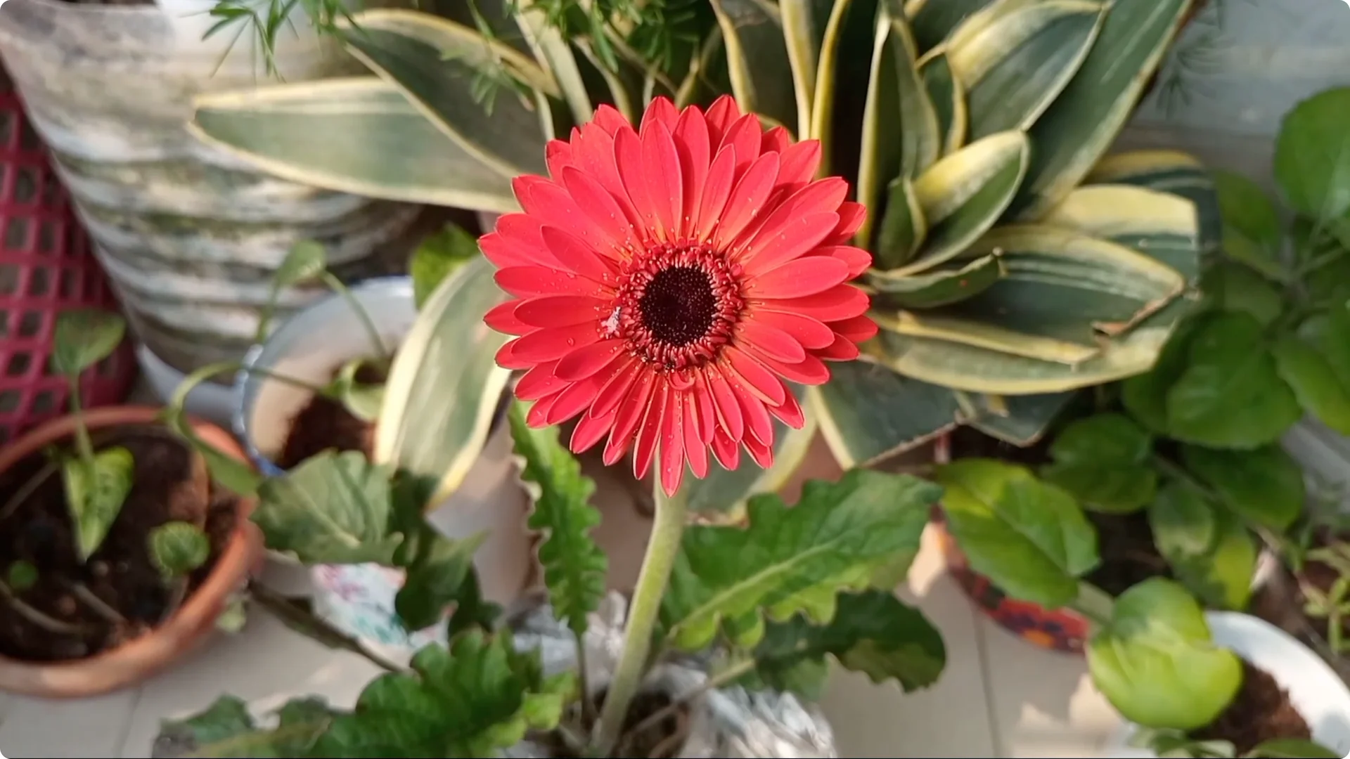 How to Revive a Dying Plant After Repotting Successfully screenshot 5