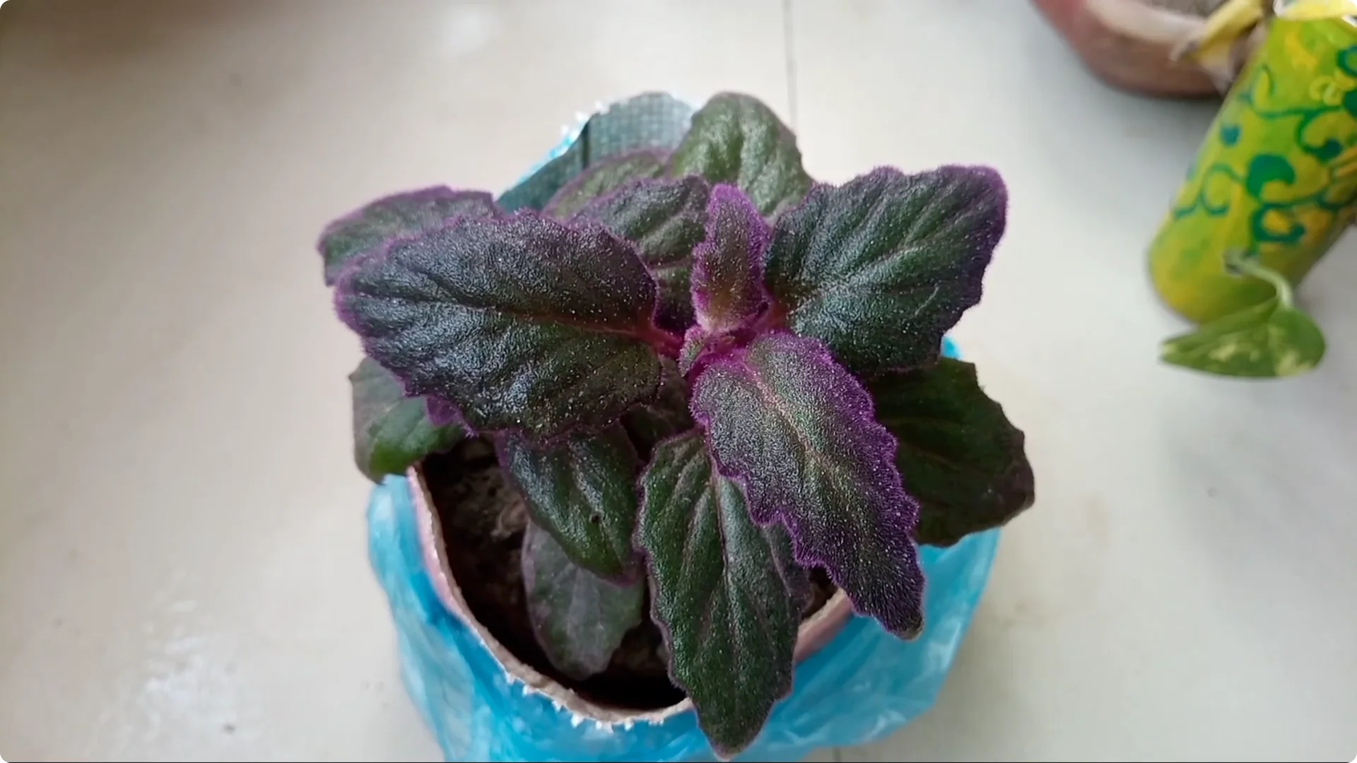 How to Revive a Dying Plant After Repotting Successfully screenshot 6