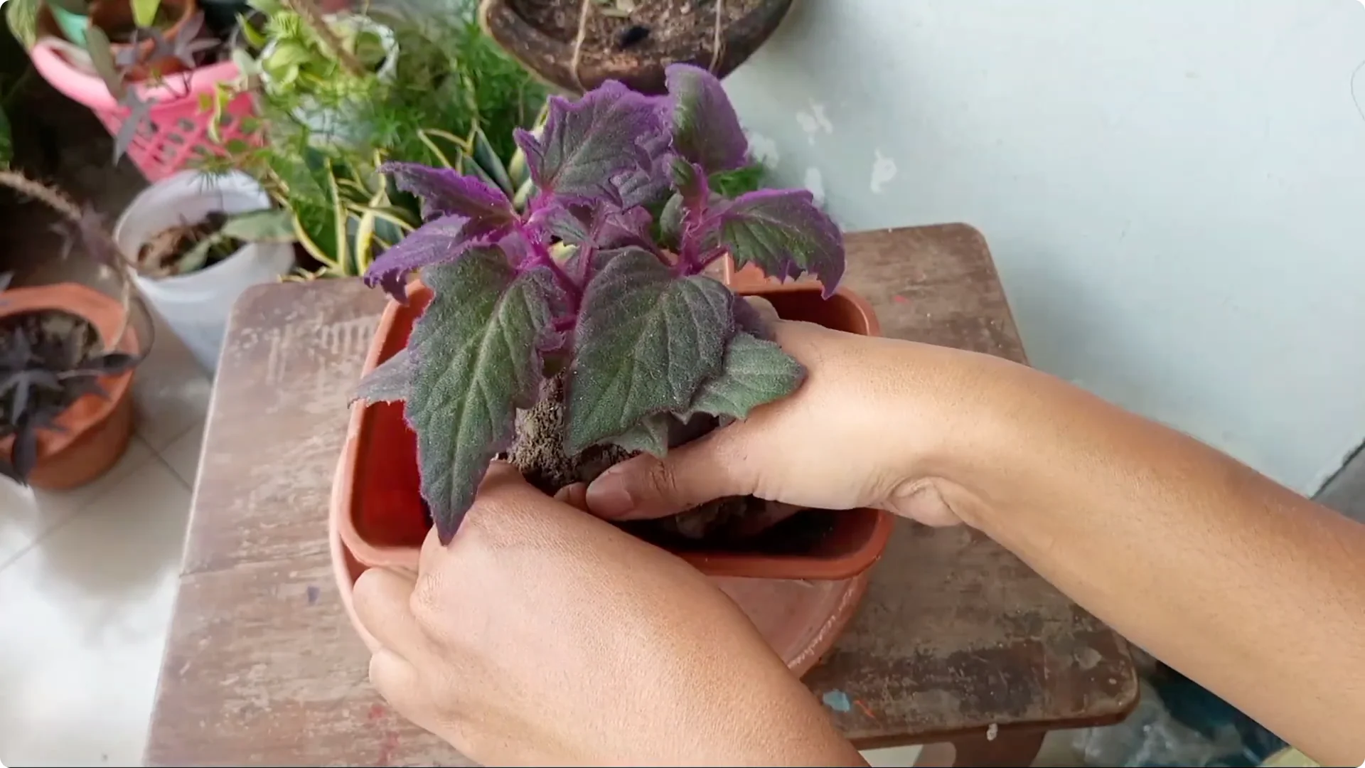 How to Revive a Dying Plant After Repotting Successfully screenshot 7