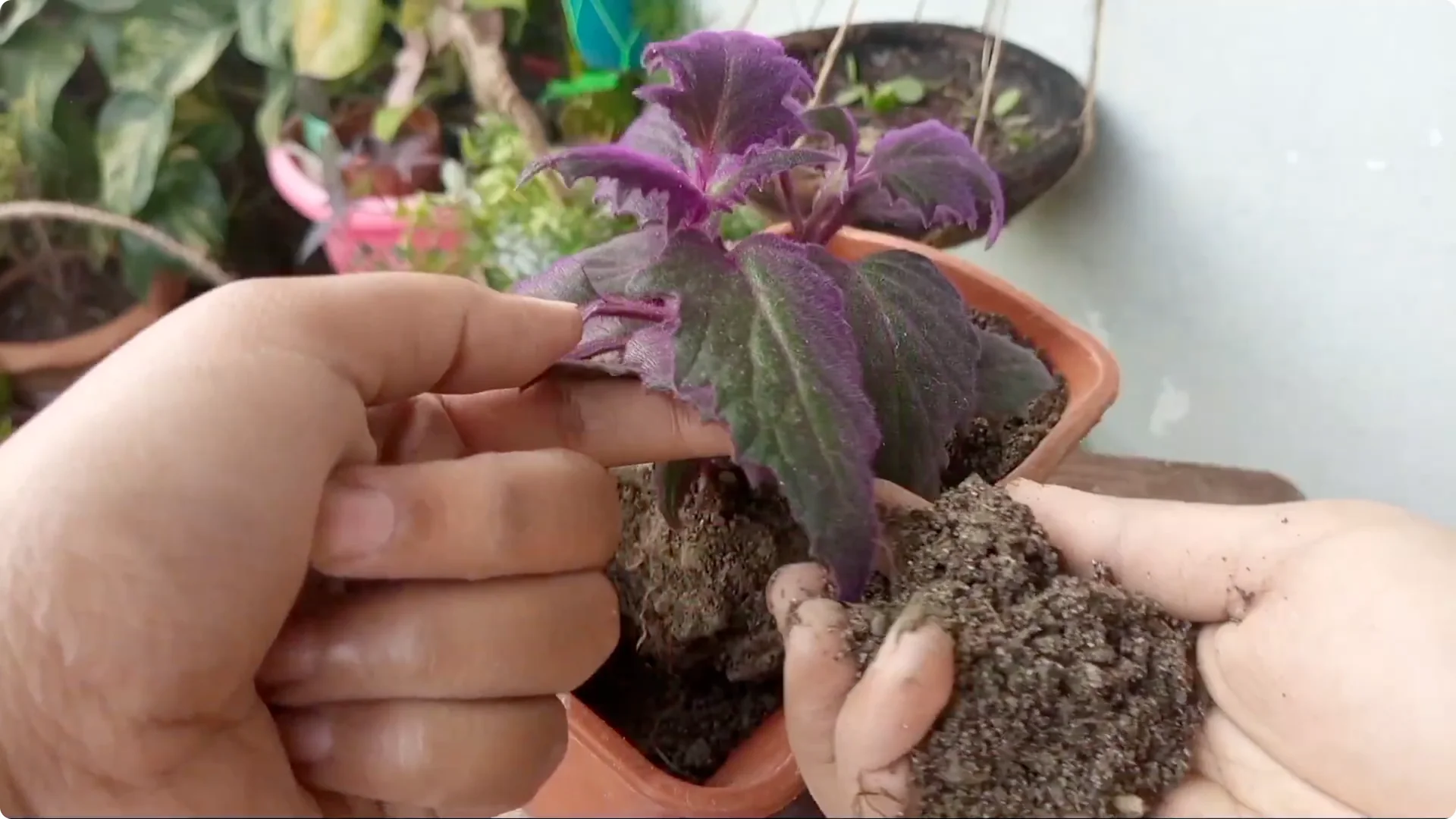 How to Revive a Dying Plant After Repotting Successfully screenshot 8