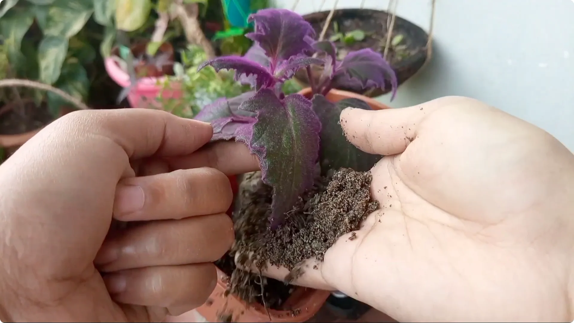 How to Revive a Dying Plant After Repotting Successfully screenshot 9