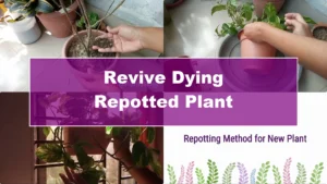 How to Revive a Dying Plant After Repotting Successfully - Featured Image