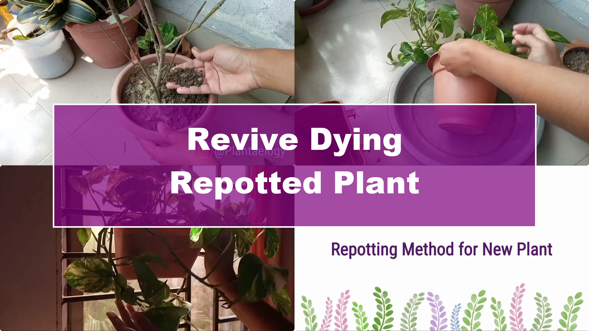 How to Revive a Dying Plant After Repotting Successfully - Featured Image