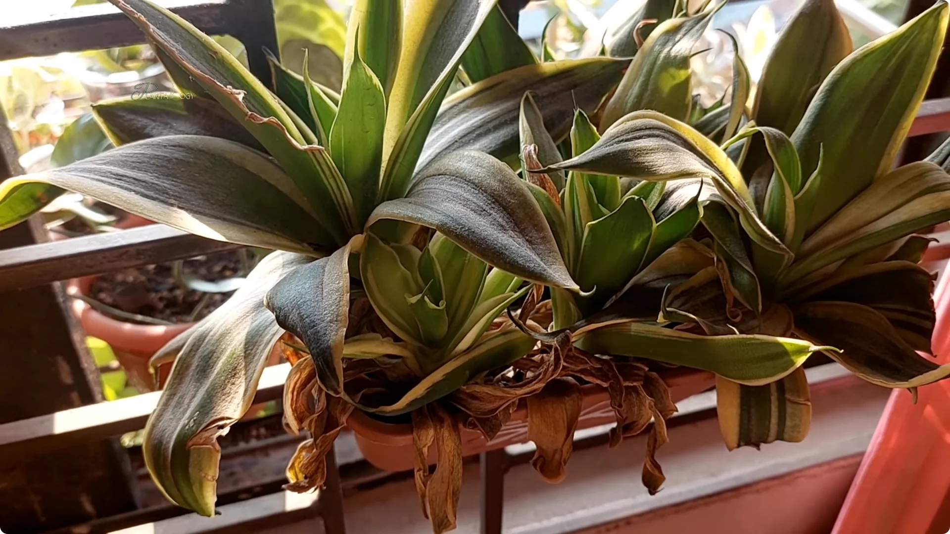 How to Revive a Dying Snake Plant Indoors screenshot 1