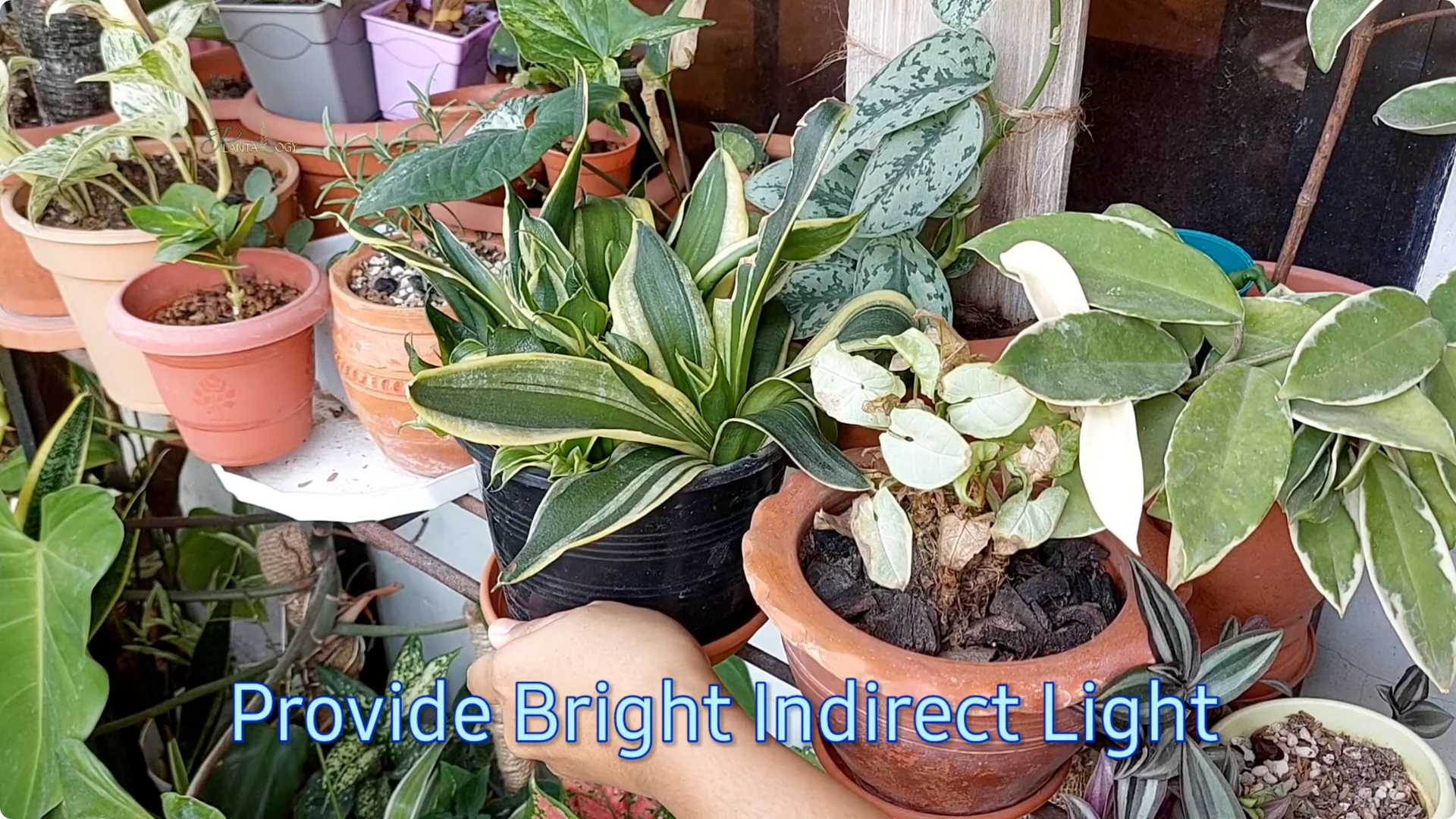 How to Revive a Dying Snake Plant Indoors screenshot 10