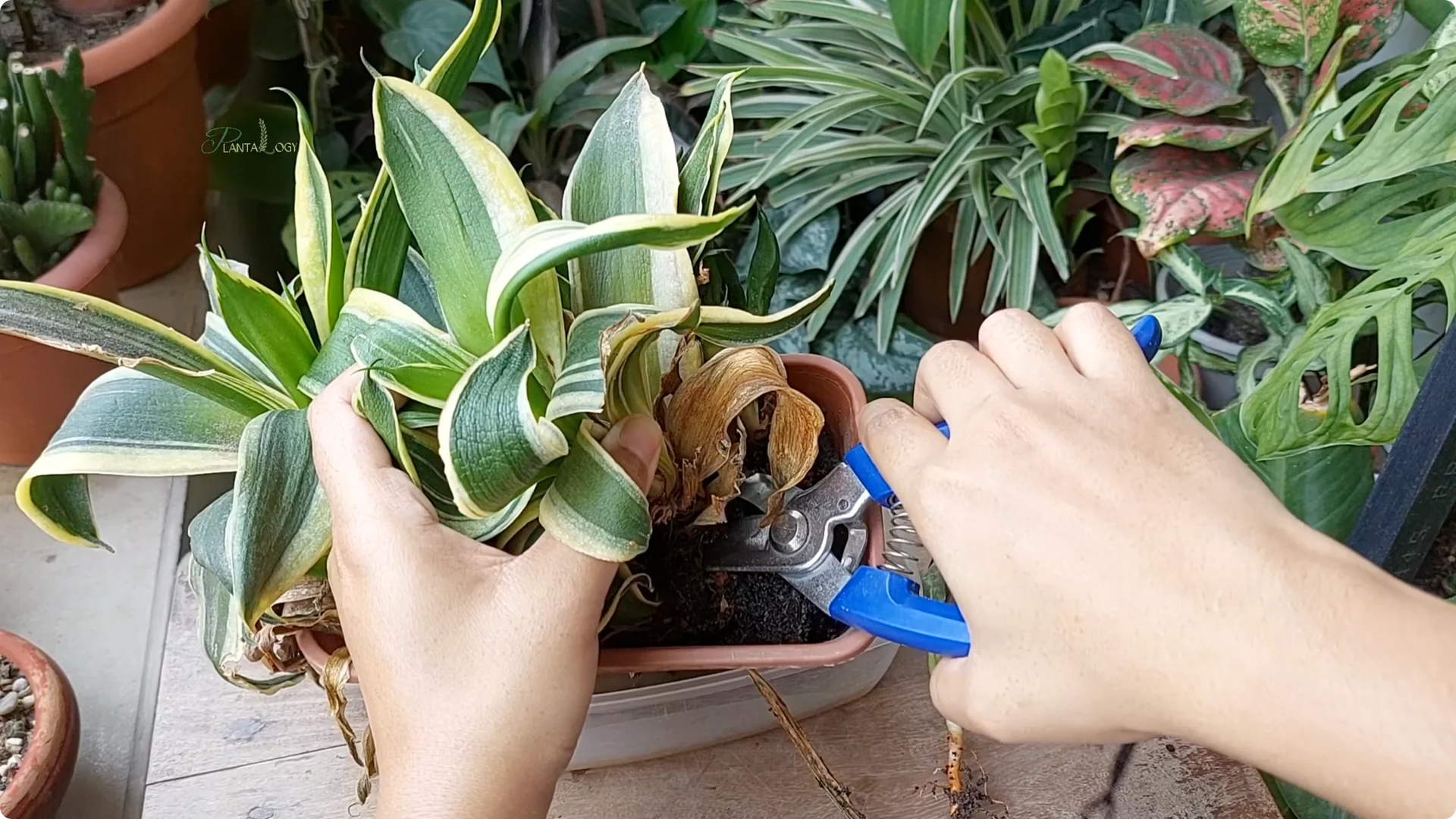How to Revive a Dying Snake Plant Indoors screenshot 2