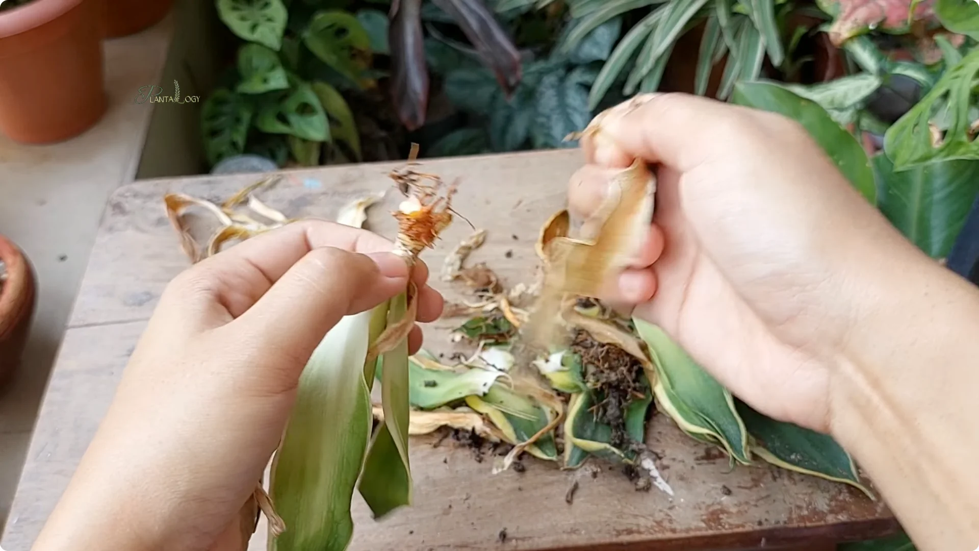 How to Revive a Dying Snake Plant Indoors screenshot 3