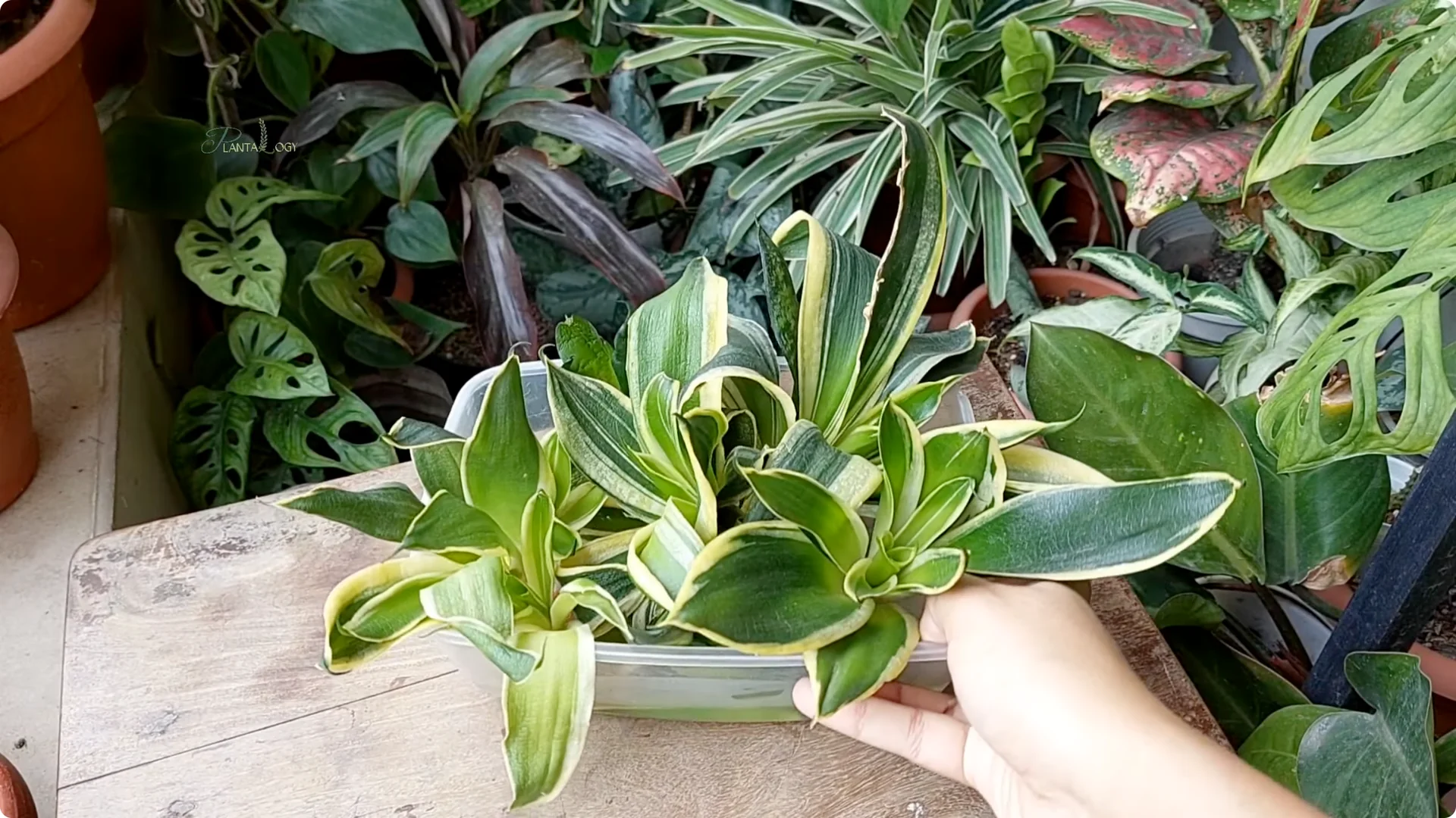 How to Revive a Dying Snake Plant Indoors screenshot 4