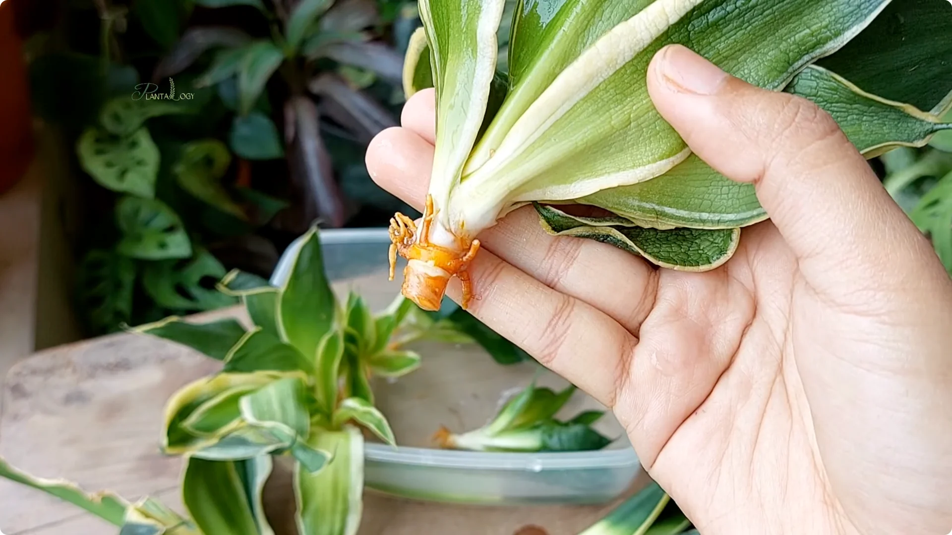 How to Revive a Dying Snake Plant Indoors screenshot 5