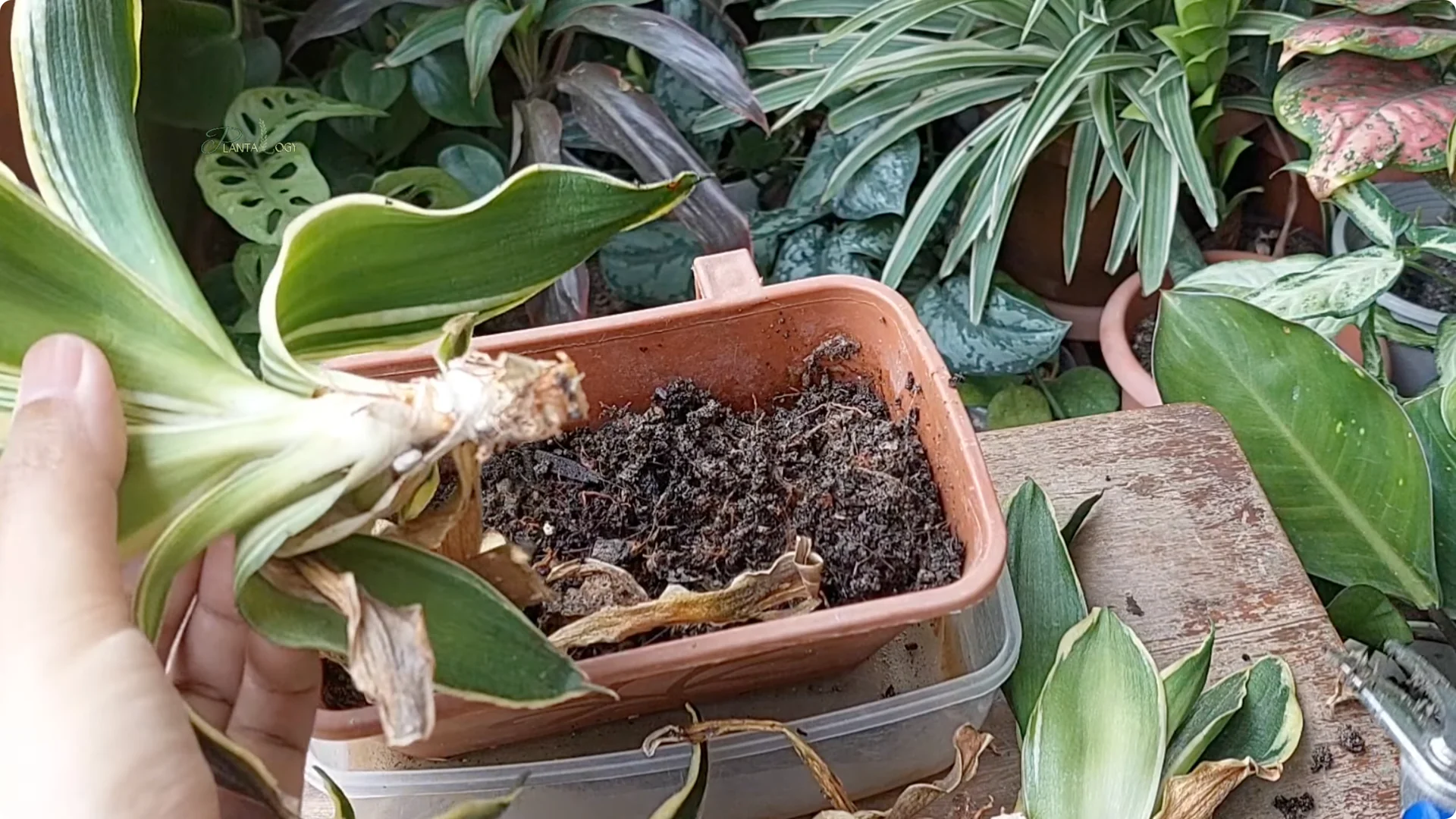 How to Revive a Dying Snake Plant Indoors screenshot 6