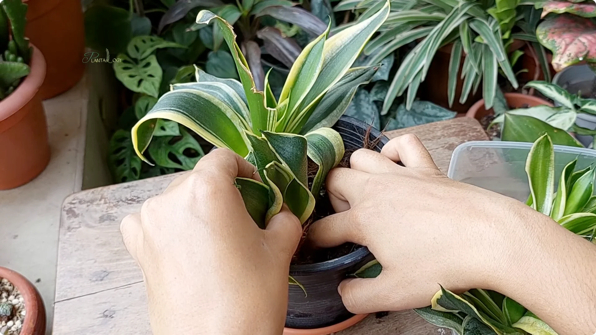 How to Revive a Dying Snake Plant Indoors screenshot 7