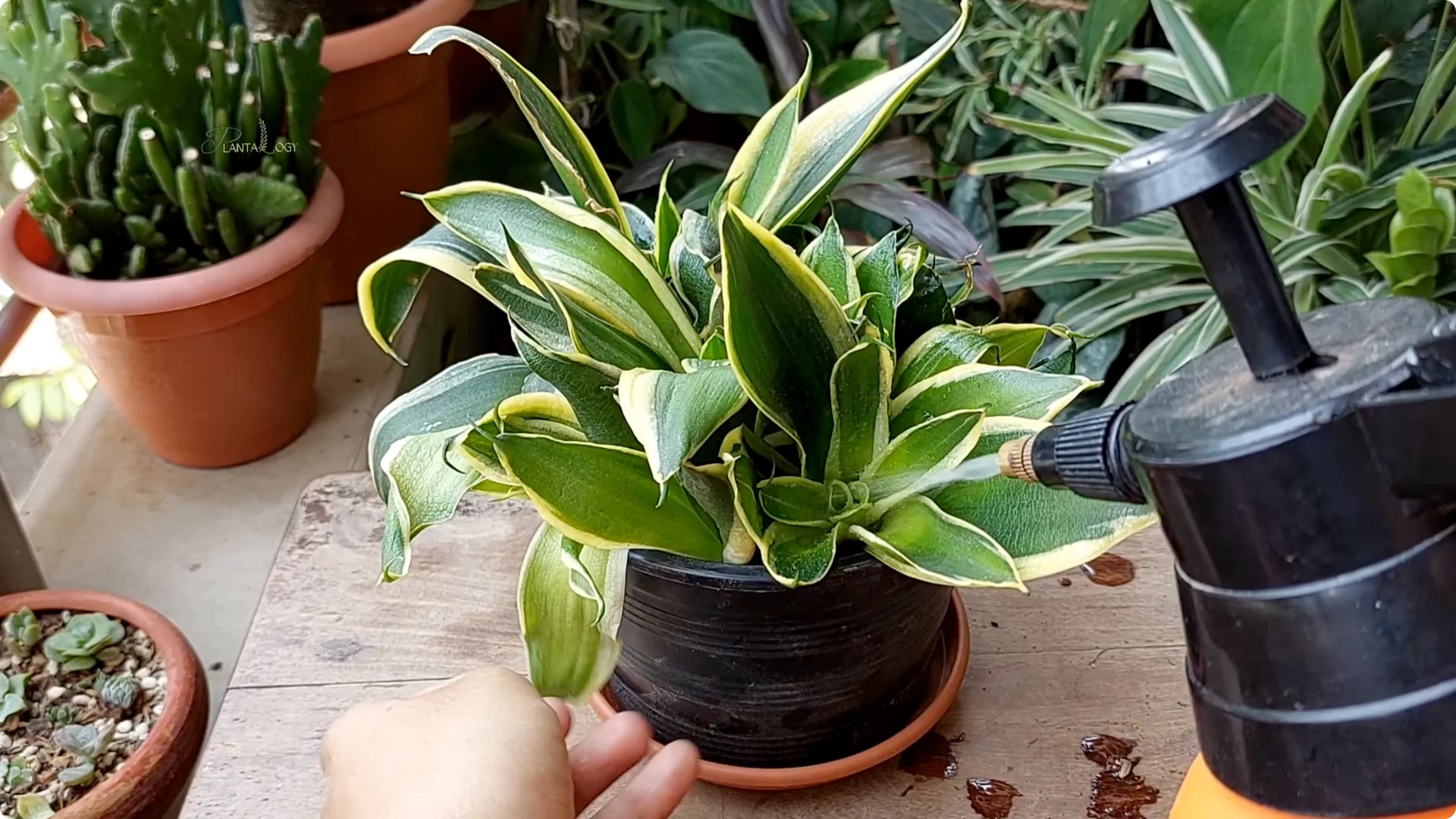 How to Revive a Dying Snake Plant Indoors screenshot 8