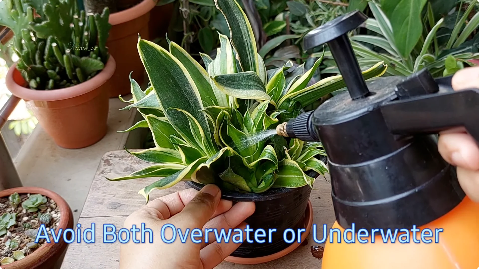 How to Revive a Dying Snake Plant Indoors screenshot 9