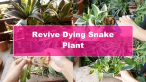 How to Revive a Dying Snake Plant Indoors - Featured Image