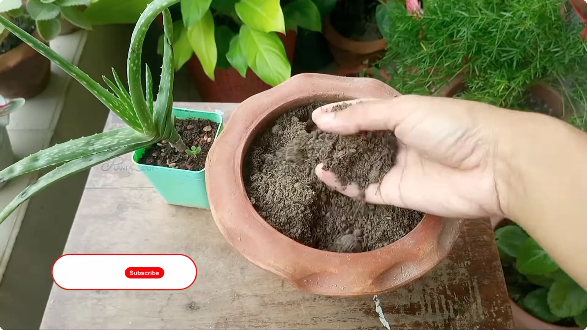 How to Revive and Save a Browning Aloe Vera Plant screenshot 1