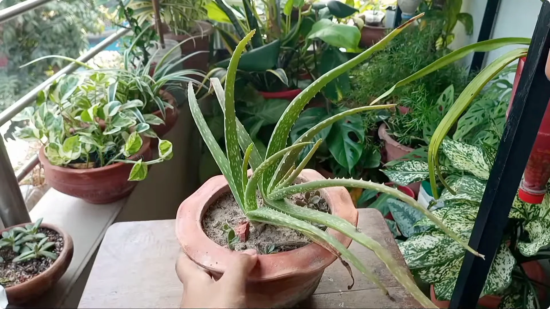 How to Revive and Save a Browning Aloe Vera Plant screenshot 2
