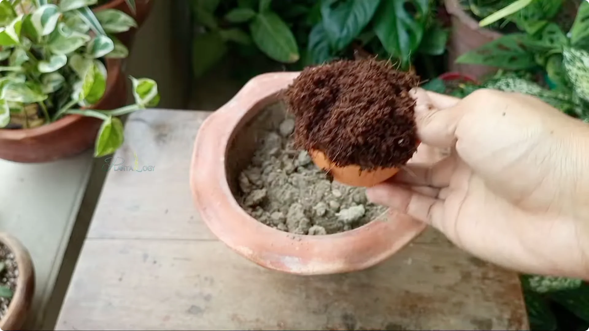 How to Revive and Save a Browning Aloe Vera Plant screenshot 3