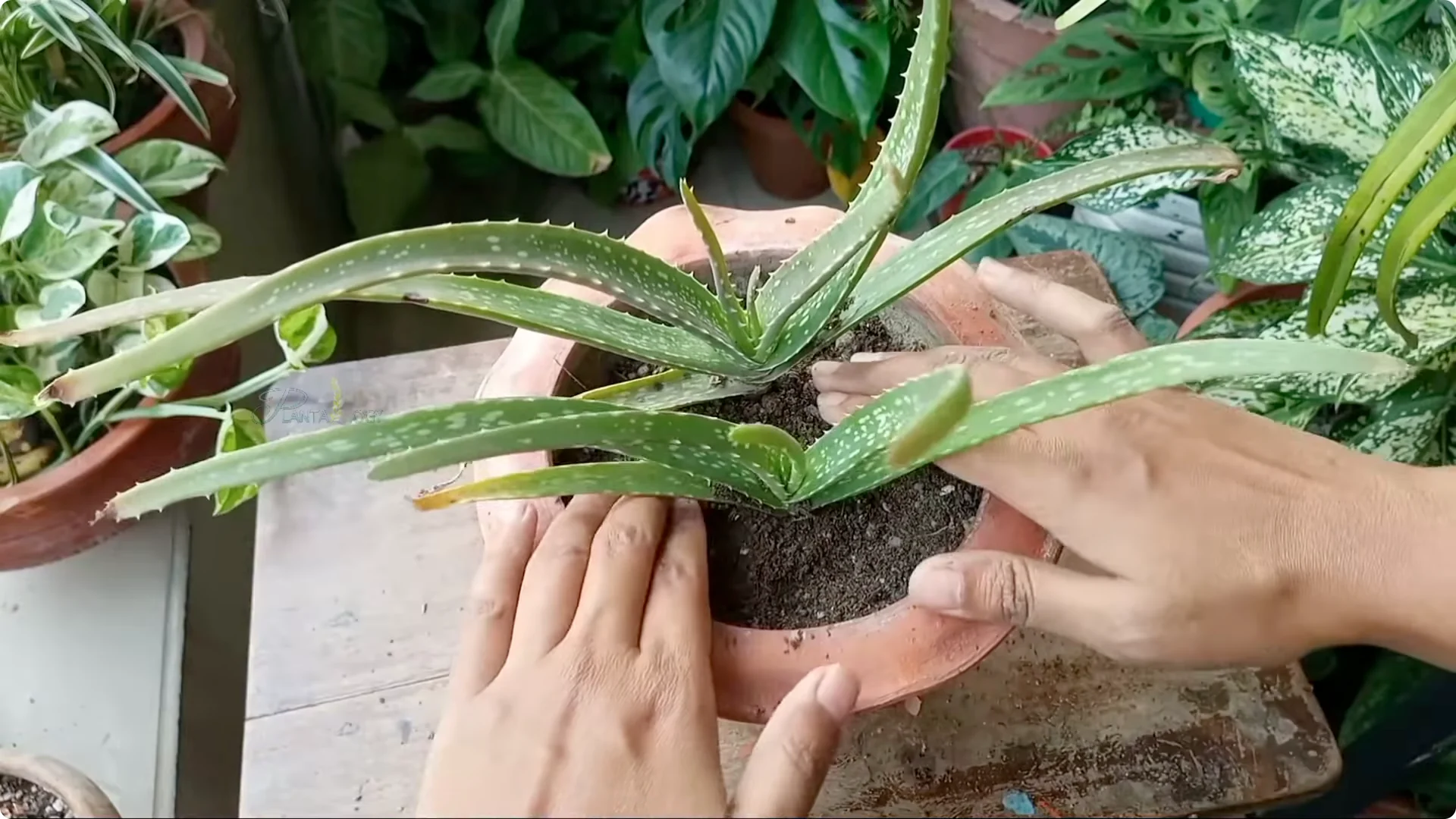 How to Revive and Save a Browning Aloe Vera Plant screenshot 4