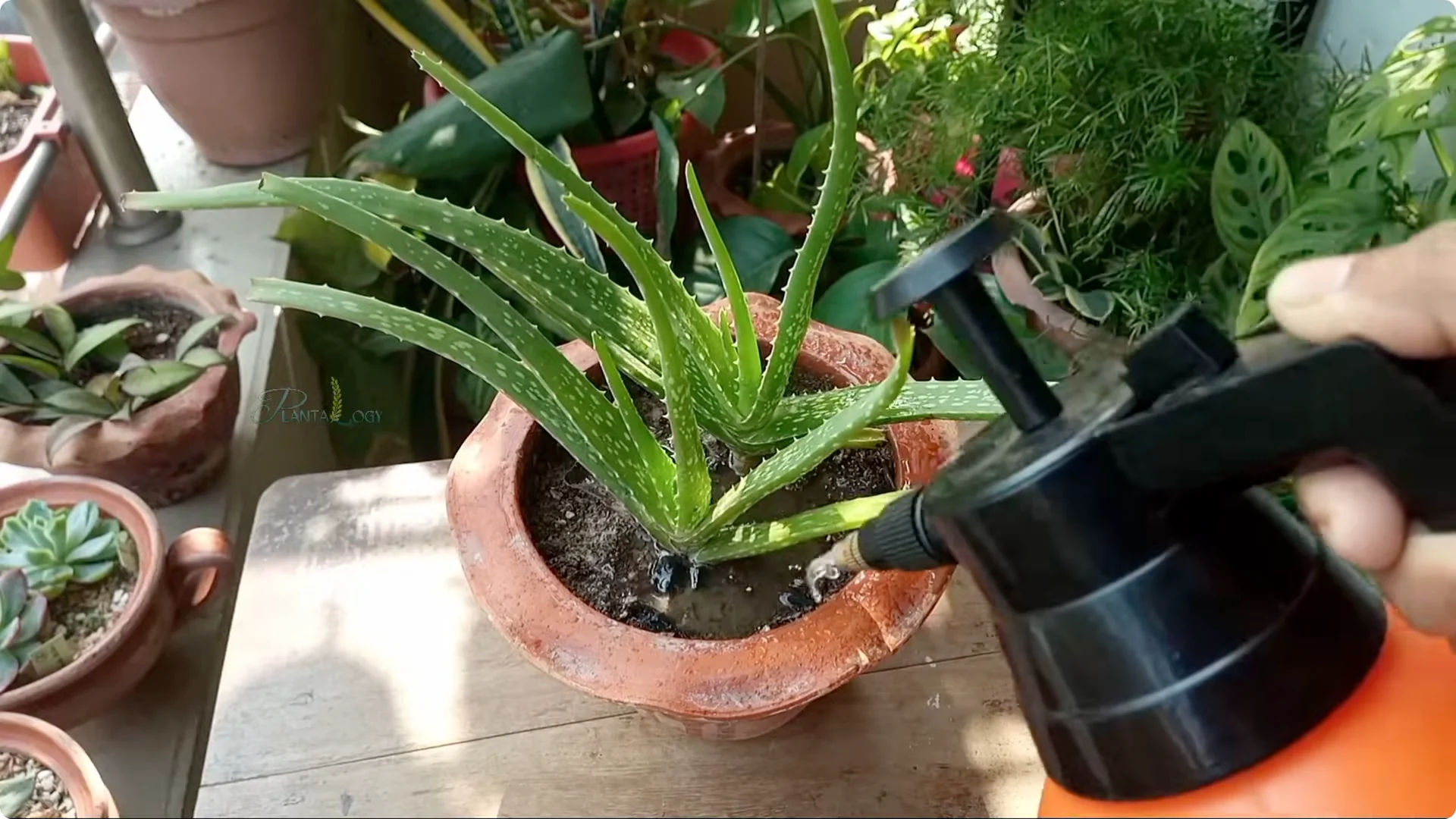 How to Revive and Save a Browning Aloe Vera Plant screenshot 5